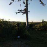 Marterl vor dem großen Wald